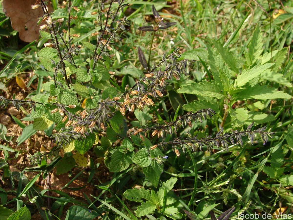 Salvia tiliifolia Vahl